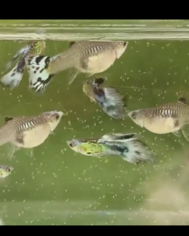 Blue koi Guppy(1 Pair)